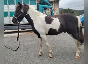 Classic Pony, Hengst, 3 Jaar, 125 cm, Gevlekt-paard