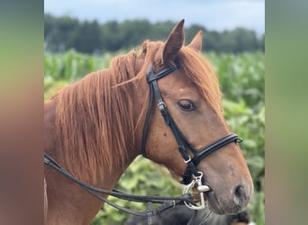 Classic Pony, Hengst, 4 Jahre, 135 cm, Fuchs