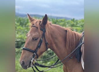 Classic Pony, Hengst, 4 Jahre, 135 cm, Fuchs