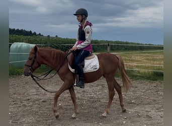 Classic Pony, Hengst, 4 Jahre, 135 cm, Fuchs