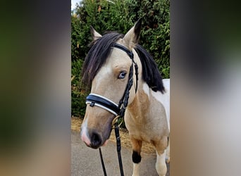Classic Pony, Hengst, 4 Jahre, Schecke