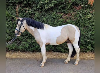 Classic Pony, Hengst, 4 Jahre, Schecke
