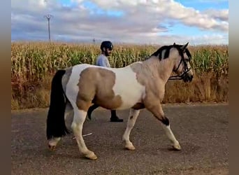 Classic Pony, Hengst, 4 Jahre, Schecke