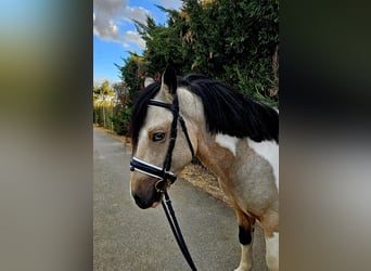 Classic Pony, Hengst, 4 Jahre, Schecke