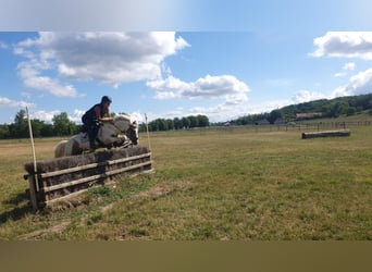 Classic Pony, Hengst, 5 Jahre, 136 cm, Palomino