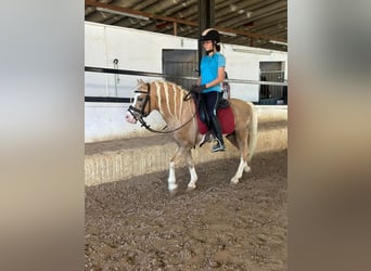 Classic Pony, Hengst, 6 Jaar, 120 cm, Pearl