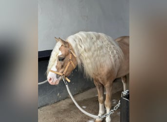 Classic Pony, Hengst, 6 Jaar, 120 cm, Pearl