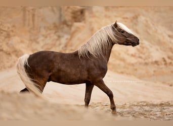 Classic Pony, Hengst, 6 Jahre, 105 cm