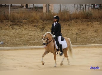 Classic Pony, Hengst, 6 Jahre, 120 cm, Pearl