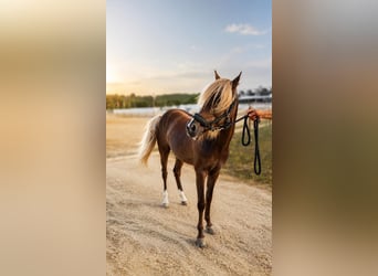 Classic Pony, Hengst, 8 Jaar, 138 cm, Buckskin
