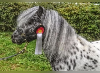 Classic Pony, Hengst, 18 Jaar, 107 cm, Appaloosa