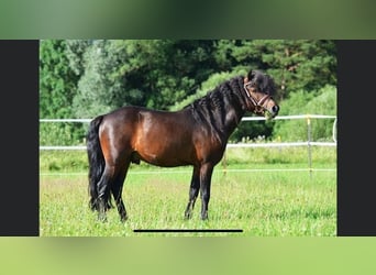 Classic Pony, Hengst, 11 Jahre, 113 cm, Dunkelbrauner