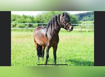 Classic Pony, Hengst, 11 Jahre, 113 cm, Dunkelbrauner