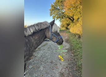 Classic Pony, Hengst, 17 Jahre, 108 cm