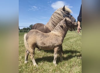 Classic Pony, Hengst, Fohlen (04/2023), 100 cm