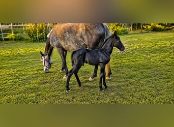 Classic Pony, Hengst, Fohlen (07/2026), Rappe