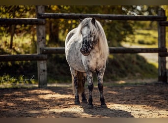 Classic Pony Mix, Hengst, Veulen (04/2026), 100 cm