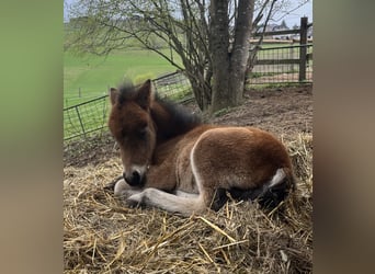 Classic Pony Mix, Hengst, Veulen (04/2026), 100 cm