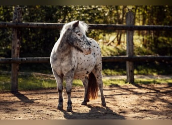Classic Pony Mix, Hengst, Veulen (04/2026), 100 cm, Appaloosa