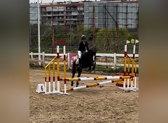 Classic Pony, Klacz, 10 lat, 122 cm, Gniada