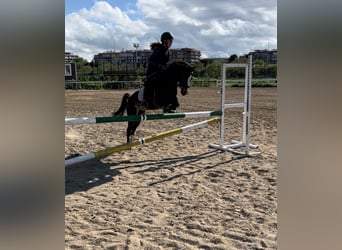 Classic Pony, Klacz, 10 lat, 122 cm, Gniada