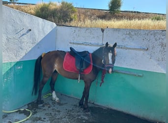 Classic Pony, Klacz, 10 lat, 122 cm, Gniada