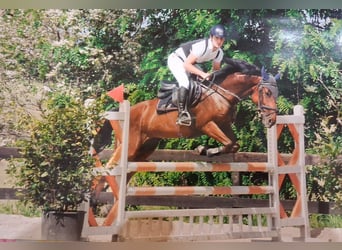 Classic Pony, Klacz, 11 lat, 149 cm, Gniada