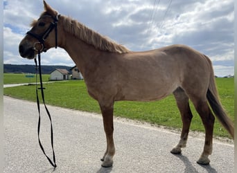 Classic Pony, Klacz, 12 lat, 145 cm, Jasnogniada
