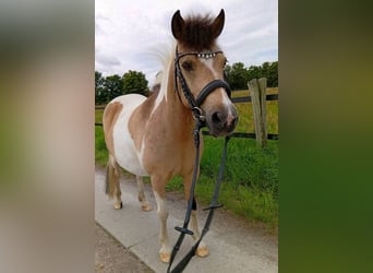 Classic Pony Mix, Klacz, 13 lat, 120 cm, Srokata