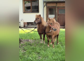 Classic Pony, Klacz, 14 lat, 102 cm, Kasztanowata