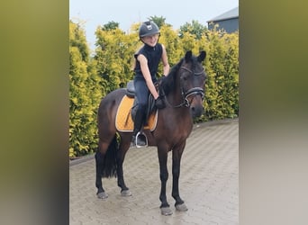 Classic Pony Mix, Klacz, 14 lat, 125 cm, Gniada