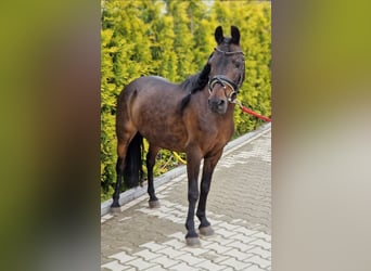 Classic Pony Mix, Klacz, 14 lat, 125 cm, Gniada
