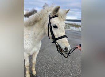 Classic Pony, Klacz, 14 lat, 125 cm, Siwa