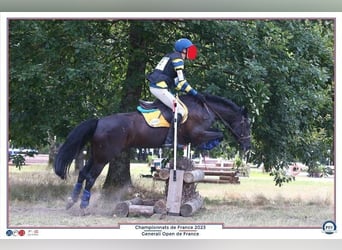 Classic Pony, Klacz, 15 lat, 148 cm, Kara