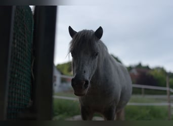 Classic Pony, Klacz, 18 lat, 110 cm, Siwa