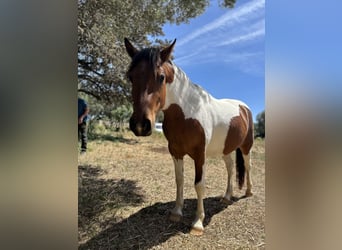 Classic Pony Mix, Klacz, 2 lat, 120 cm, Srokata