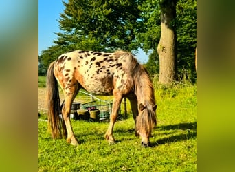 Classic Pony, Klacz, 3 lat, 103 cm, Tarantowata