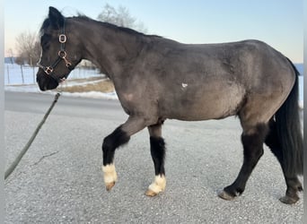 Classic Pony, Klacz, 4 lat, 115 cm, Kara