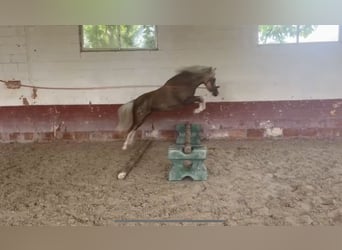 Classic Pony Mix, Klacz, 4 lat, 115 cm, Perłowa