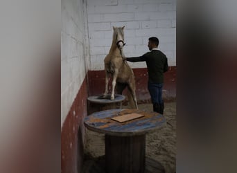 Classic Pony Mix, Klacz, 4 lat, 115 cm, Perłowa