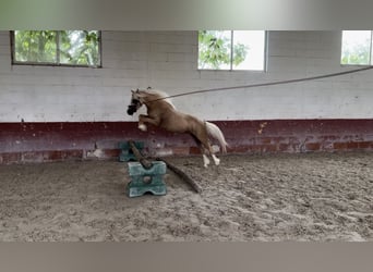 Classic Pony Mix, Klacz, 4 lat, 120 cm, Perłowa