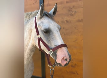 Classic Pony, Klacz, 4 lat, 146 cm, Siwa