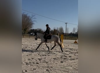 Classic Pony, Klacz, 5 lat, 146 cm, Siwa