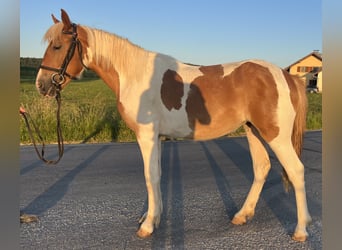 Classic Pony, Klacz, 5 lat, 149 cm, Srokata