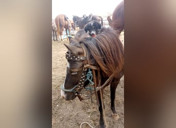 Classic Pony, Klacz, 6 lat, 109 cm, Kara