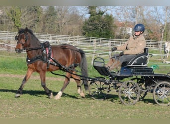 Classic Pony, Klacz, 6 lat, 125 cm, Gniada