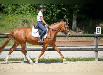 Classic Pony, Klacz, 6 lat, 147 cm, Kasztanowata
