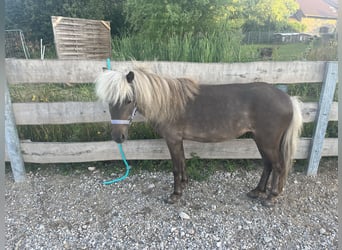 Classic Pony, Klacz, 6 lat, 95 cm, Dunalino