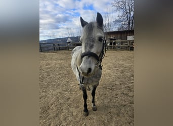 Classic Pony Mix, Klacz, 7 lat, 130 cm, Siwa jabłkowita