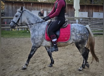 Classic Pony Mix, Klacz, 7 lat, 130 cm, Siwa jabłkowita